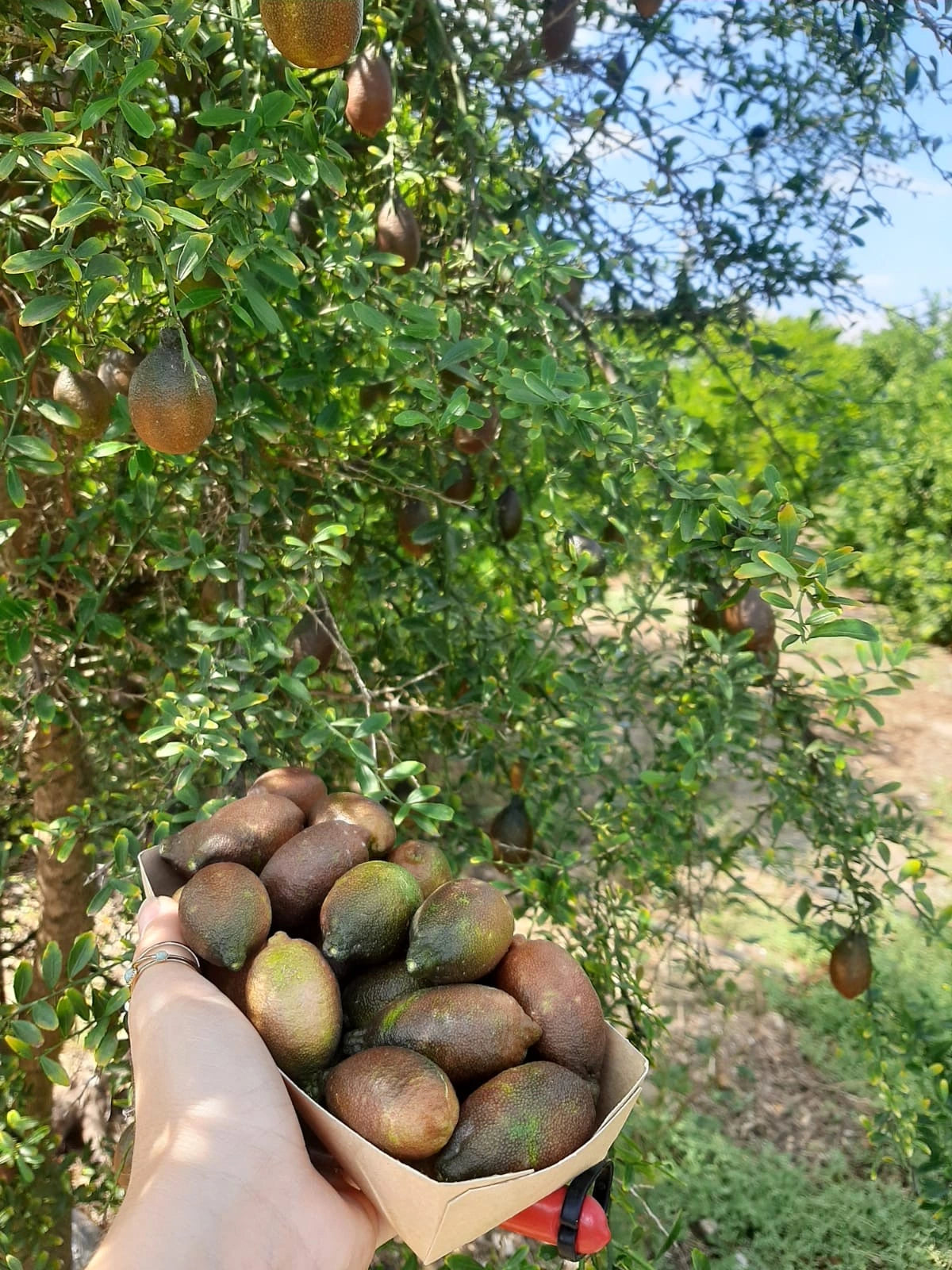 🍋 Caviar Cítrico Ecológico