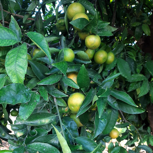 🍊 Mandarinas Ecológicas